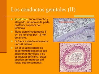 Los conductos genitales (II)
 Epidídimo: tubo estrecho y
alargado, situado en la parte
posterior superior del
testículo.
 Tiene aproximadamente 5
cm de longitud por 12 mm
de ancho.
 Si fuera estirado alcanzaría
unos 6 metros.
 En él se almacenan los
espermatozoides para que
adquieran movilidad y su
estructura definitiva; estos
pueden permanecer ahí
hasta cuatro semanas.
 