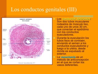 Los conductos genitales (III)
 Los conductos deferentes:
Son dos tubos musculares
rodeados de músculo liso,
cada uno de unos 30 cm,
que conectan el epidídimo
con los conductos
eyaculadores.
 Durante la eyaculación los
tubos lisos se contraen,
enviando el semen a los
conductos eyaculadores y
luego a la uretra, desde
donde es expulsado al
exterior.
 La vasectomía es un
método de anticoncepción
en el que se cortan los
vasos deferentes.
 