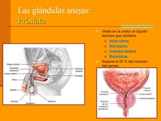 Las glándulas anejas:
Próstata
 Vierte en la uretra un líquido
lechoso que contiene
 ácido cítrico,
 fibrinógeno,
 fos...