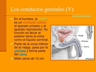 Los conductos genitales (V)
 En el hombre, la uretra
es un conducto común
al aparato urinario y al
aparato reproductor. Su
función es llevar al
exterior tanto la orina
como el líquido seminal.
 Parte de la zona inferior
de la vejiga, pasa por la
próstata y forma parte
del pene.
 Mide cerca de 12 cm.
 