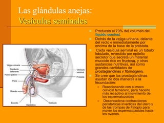 Las glándulas anejas:
Vesículas seminales
 Producen el 70% del volumen del
líquido seminal.
 Detrás de la vejiga urinaria, delante
del recto e inmediatamente por
encima de la base de la próstata.
 Cada vesícula seminal es un túbulo
lobulado, revestido por epitelio
secretor que secreta un material
mucoide rico en fructosa, y otras
sustancias nutritivas, así como
grandes cantidades de
prostaglandinas y fibrinógeno.
 Se cree que las prostaglandinas
ayudan de dos maneras a la
fecundación:
 Reaccionando con el moco
cervical femenino, para hacerlo
más receptivo al movimiento de
los espermatozoides
 Desencadena contracciones
peristálticas invertidas del útero y
de las trompas de Falopio para
mover los espermatozoides hacia
los ovarios.
 