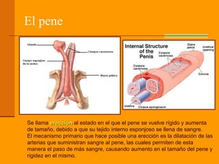 El pene
Se llama erección al estado en el que el pene se vuelve rígido y aumenta
de tamaño, debido a que su tejido interno esponjoso se llena de sangre.
El mecanismo primario que hace posible una erección es la dilatación de las
arterias que suministran sangre al pene, las cuales permiten de esta
manera el paso de más sangre, causando aumento en el tamaño del pene y
rigidez en el mismo.
 