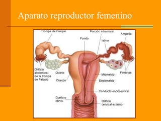 Aparato reproductor femenino
 