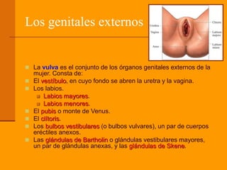 Los genitales externos
 La vulva es el conjunto de los órganos genitales externos de la
mujer. Consta de:
 El vestíbulo, en cuyo fondo se abren la uretra y la vagina.
 Los labios.
 Labios mayores.
 Labios menores.
 El pubis o monte de Venus.
 El clítoris.
 Los bulbos vestibulares (o bulbos vulvares), un par de cuerpos
eréctiles anexos.
 Las glándulas de Bartholin o glándulas vestibulares mayores,
un par de glándulas anexas, y las glándulas de Skene.
 