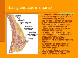 Las glándulas mamarias
 Cada glándula está formada por 15
a 20 lóbulos separados entre sí por
tejido conectivo y adiposo.
 Los lóbulos se dividen en lobulillos
y a su vez en pequeños racimos
formados por redondeadas cuya
cara interior está tapizada de
células secretoras en las que se
produce leche materna.
 La leche producida es conducida
por túbulos y conductos hasta los
senos lactíferos que son
dilataciones de estos. De ellos
salen unos 15 a 25 conductos hacia
el pezón.
 En el centro de cada mama hay
una zona circular que recibe el
nombre de areola
 En el centro de cada areola se
halla el pezón formado por tejido
eréctil que facilita la succión.
 