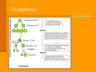 Ovogénesis
 