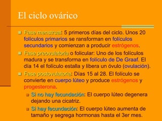 El ciclo ovárico
 Fase menstrual: 5 primeros días del ciclo. Unos 20
folículos primarios se ransforman en folículos
secundarios y comienzan a producir estrógenos.
 Fase preovulatoria o folicular: Uno de los folículos
madura y se transforma en folículo de De Graaf. El
día 14 el folículo estalla y libera un óvulo (ovulación).
 Fase postovulatoria: Días 15 al 28. El folículo se
convierte en cuerpo lúteo y produce estrógenos y
progesterona.
 Si no hay fecundación: El cuerpo lúteo degenera
dejando una cicatriz.
 Si hay fecundación: El cuerpo lúteo aumenta de
tamaño y segrega hormonas hasta el 3er mes.
 