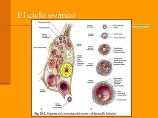 El ciclo ovárico
 