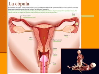 La cópula
 