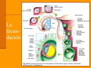 La
fecun-
dación
 