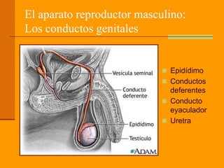 El aparato reproductor masculino:
Los conductos genitales
 Epidídimo
 Conductos
deferentes
 Conducto
eyaculador
 Uretra
 