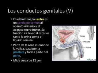 Los conductos genitales (V)
• En el hombre, la uretra es
un conducto común al
aparato urinario y al
aparato reproductor. Su
función es llevar al exterior
tanto la orina como el
líquido seminal.
• Parte de la zona inferior de
la vejiga, pasa por la
próstata y forma parte del
pene.
• Mide cerca de 12 cm.
 