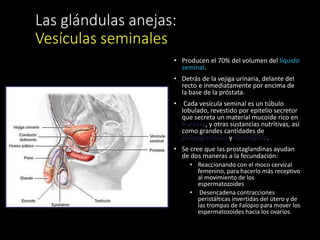 Las glándulas anejas:
Vesículas seminales
• Producen el 70% del volumen del líquido
seminal.
• Detrás de la vejiga urinaria, delante del
recto e inmediatamente por encima de
la base de la próstata.
• Cada vesícula seminal es un túbulo
lobulado, revestido por epitelio secretor
que secreta un material mucoide rico en
fructosa, y otras sustancias nutritivas, así
como grandes cantidades de
prostaglandinas y fibrinógeno.
• Se cree que las prostaglandinas ayudan
de dos maneras a la fecundación:
• Reaccionando con el moco cervical
femenino, para hacerlo más receptivo
al movimiento de los
espermatozoides
• Desencadena contracciones
peristálticas invertidas del útero y de
las trompas de Falopio para mover los
espermatozoides hacia los ovarios.
 