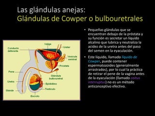 Las glándulas anejas:
Glándulas de Cowper o bulbouretrales
• Pequeñas glándulas que se
encuentran debajo de la próstata y
su función es secretar un líquido
alcalino que lubrica y neutraliza la
acidez de la uretra antes del paso
del semen en la eyaculación.
• Este líquido, llamado líquido de
Cowper, puede contener
espermatozoides (generalmente
arrastrados), por lo cual la práctica
de retirar el pene de la vagina antes
de la eyaculación (llamado coitus
interruptus) no es un método
anticonceptivo efectivo.
 