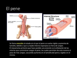 El pene
Se llama erección al estado en el que el pene se vuelve rígido y aumenta de
tamaño, debido a que su tejido interno esponjoso se llena de sangre.
El mecanismo primario que hace posible una erección es la dilatación de las
arterias que suministran sangre al pene, las cuales permiten de esta manera el
paso de más sangre, causando aumento en el tamaño del pene y rigidez en el
mismo.
 
