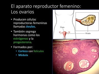 El aparato reproductor femenino:
Los ovarios
• Producen células
reproductoras femeninas
llamadas óvulos.
• También segrega
hormonas como los
estrógenos y la
progesterona.
• Formados por:
• Corteza con folículos
• Médula
 