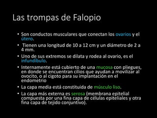 Las trompas de Falopio
• Son conductos musculares que conectan los ovarios y el
útero.
• Tienen una longitud de 10 a 12 cm y un diámetro de 2 a
4 mm.
• Uno de sus extremos se dilata y rodea al ovario, es el
infundíbulo.
• Internamente está cubierto de una mucosa con pliegues,
en donde se encuentran cilios que ayudan a movilizar al
ovocito, o al cigoto para su implantación en el
endometrio
• La capa media está constituida de músculo liso.
• La capa más externa es serosa (membrana epitelial
compuesta por una fina capa de células epiteliales y otra
fina capa de tejido conjuntivo).
 