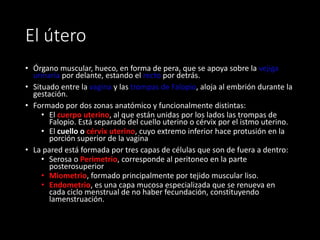 El útero
• Órgano muscular, hueco, en forma de pera, que se apoya sobre la vejiga
urinaria por delante, estando el recto por detrás.
• Situado entre la vagina y las trompas de Falopio, aloja al embrión durante la
gestación.
• Formado por dos zonas anatómico y funcionalmente distintas:
• El cuerpo uterino, al que están unidas por los lados las trompas de
Falopio. Está separado del cuello uterino o cérvix por el istmo uterino.
• El cuello o cérvix uterino, cuyo extremo inferior hace protusión en la
porción superior de la vagina
• La pared está formada por tres capas de células que son de fuera a dentro:
• Serosa o Perimetrio, corresponde al peritoneo en la parte
posterosuperior
• Miometrio, formado principalmente por tejido muscular liso.
• Endometrio, es una capa mucosa especializada que se renueva en
cada ciclo menstrual de no haber fecundación, constituyendo
lamenstruación.
 