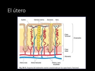 El útero
 