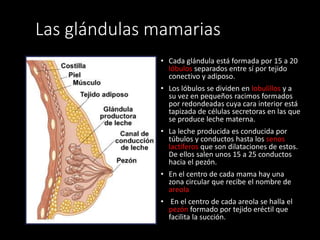 Las glándulas mamarias
• Cada glándula está formada por 15 a 20
lóbulos separados entre sí por tejido
conectivo y adiposo.
• Los lóbulos se dividen en lobulillos y a
su vez en pequeños racimos formados
por redondeadas cuya cara interior está
tapizada de células secretoras en las que
se produce leche materna.
• La leche producida es conducida por
túbulos y conductos hasta los senos
lactíferos que son dilataciones de estos.
De ellos salen unos 15 a 25 conductos
hacia el pezón.
• En el centro de cada mama hay una
zona circular que recibe el nombre de
areola
• En el centro de cada areola se halla el
pezón formado por tejido eréctil que
facilita la succión.
 