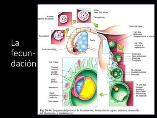 La
fecun-
dación
 