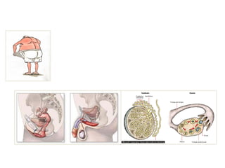 Comprehensive Overview of Human Reproductive System and Processes | PPT