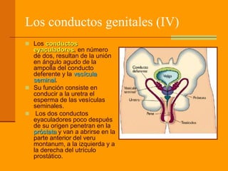 Los conductos genitales (IV)
 Los conductos
eyaculadores, en número
de dos, resultan de la unión
en ángulo agudo de la
ampolla del conducto
deferente y la vesícula
seminal.
 Su función consiste en
conducir a la uretra el
esperma de las vesículas
seminales.
 Los dos conductos
eyaculadores poco después
de su origen penetran en la
próstata y van a abrirse en la
parte anterior del veru
montanum, a la izquierda y a
la derecha del utrículo
prostático.
 