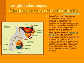 Las glándulas anejas:
Glándulas de Cowper o bulbouretrales
 Pequeñas glándulas que se
encuentran debajo de la
próstata y su función es
secretar un líquido alcalino que
lubrica y neutraliza la acidez de
la uretra antes del paso del
semen en la eyaculación.
 Este líquido, llamado líquido de
Cowper, puede contener
espermatozoides (generalmente
arrastrados), por lo cual la
práctica de retirar el pene de la
vagina antes de la eyaculación
(llamado coitus interruptus) no
es un método anticonceptivo
efectivo.
 