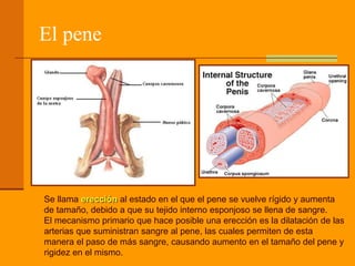 El pene
Se llama erección al estado en el que el pene se vuelve rígido y aumenta
de tamaño, debido a que su tejido interno esponjoso se llena de sangre.
El mecanismo primario que hace posible una erección es la dilatación de las
arterias que suministran sangre al pene, las cuales permiten de esta
manera el paso de más sangre, causando aumento en el tamaño del pene y
rigidez en el mismo.
 