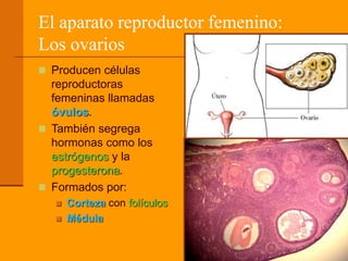 El aparato reproductor femenino:
Los ovarios
 Producen células
reproductoras
femeninas llamadas
óvulos.
 También segrega
hormonas como los
estrógenos y la
progesterona.
 Formados por:
 Corteza con folículos
 Médula
 