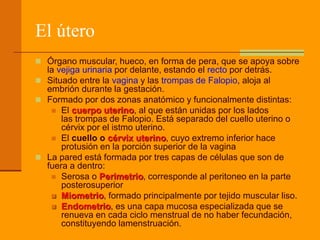 El útero
 Órgano muscular, hueco, en forma de pera, que se apoya sobre
la vejiga urinaria por delante, estando el recto por detrás.
 Situado entre la vagina y las trompas de Falopio, aloja al
embrión durante la gestación.
 Formado por dos zonas anatómico y funcionalmente distintas:
 El cuerpo uterino, al que están unidas por los lados
las trompas de Falopio. Está separado del cuello uterino o
cérvix por el istmo uterino.
 El cuello o cérvix uterino, cuyo extremo inferior hace
protusión en la porción superior de la vagina
 La pared está formada por tres capas de células que son de
fuera a dentro:
 Serosa o Perimetrio, corresponde al peritoneo en la parte
posterosuperior
 Miometrio, formado principalmente por tejido muscular liso.
 Endometrio, es una capa mucosa especializada que se
renueva en cada ciclo menstrual de no haber fecundación,
constituyendo lamenstruación.
 