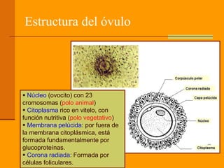 Estructura del óvulo
 Núcleo (ovocito) con 23
cromosomas (polo animal)
 Citoplasma rico en vitelo, con
función nutritiva (polo vegetativo)
 Membrana pelúcida: por fuera de
la membrana citoplásmica, está
formada fundamentalmente por
glucoproteínas.
 Corona radiada: Formada por
células foliculares.
 