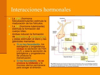 Interacciones hormonales
 La FSH (hormona
foliculoestimulante) estimula la
maduración de los folículos.
 La LH (hormona luteinizante)
estimula la formación del
cuerpo lúteo.
 Ambas inducen la formación
de estrógenos y progesterona,
y éstas estimulan al útero y las
glándulas mamarias.
 Si no hay fecundación, los
estrógenos y progesterona
inhiben la secreción de FSH
y LH, y cesa la secreción de
estrógenos y progesterona.
Se produce la
menstruación.
 Si hay fecundación, no se
produce la inhibición y la
mucosa uterina permanece
para acoger al embrión.
 