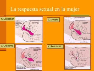 La respuesta sexual en la mujer
1. Excitación 2. Meseta
3. Orgasmo 4. Resolución
 