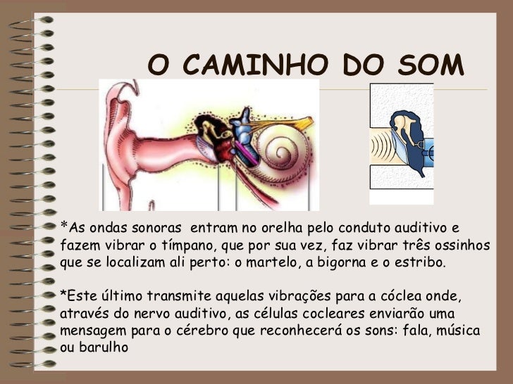 Quais Estruturas Estão Envolvidas Na Produção Do Som