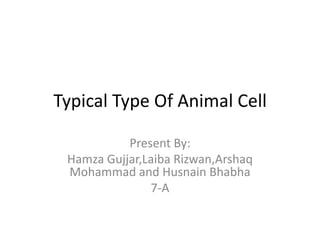 Typical Type Of Animal Cell
Present By:
Hamza Gujjar,Laiba Rizwan,Arshaq
Mohammad and Husnain Bhabha
7-A
 