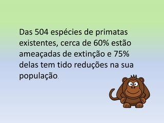 Das 504 espécies de primatas
existentes, cerca de 60% estão
ameaçadas de extinção e 75%
delas tem tido reduções na sua
população.
 
