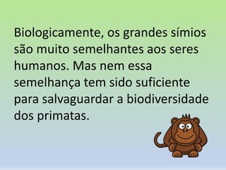 Biologicamente, os grandes símios
são muito semelhantes aos seres
humanos. Mas nem essa
semelhança tem sido suficiente
para salvaguardar a biodiversidade
dos primatas.
 