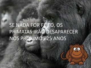 SE NADA FOR FEITO, OS
PRIMATAS IRÃO DESAPARECER
NOS PRÓXIMOS 25 ANOS
 