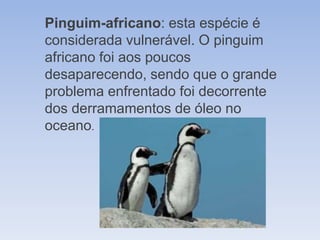 Pinguim-africano: esta espécie é
considerada vulnerável. O pinguim
africano foi aos poucos
desaparecendo, sendo que o grande
problema enfrentado foi decorrente
dos derramamentos de óleo no
oceano.
 