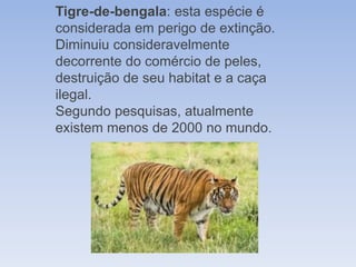 Tigre-de-bengala: esta espécie é
considerada em perigo de extinção.
Diminuiu consideravelmente
decorrente do comércio de peles,
destruição de seu habitat e a caça
ilegal.
Segundo pesquisas, atualmente
existem menos de 2000 no mundo.
 