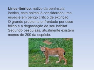 Lince-ibérico: nativo da península
ibérica, este animal é considerado uma
espécie em perigo crítico de extinção.
O grande problema enfrentado por esse
felino é a degradação de seu habitat.
Segundo pesquisas, atualmente existem
menos de 200 da espécie.
 