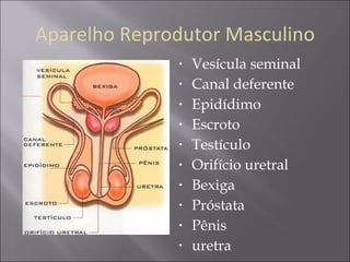 Vesícula seminal Canal deferente  Epidídimo Escroto Testículo Orifício uretral Bexiga Próstata Pênis uretra Aparelho Reprodutor Masculino 