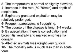 3- The temperature is normal or slightly elevated.
4- Increase in the rate (60-70/min) and depth of
respiration.
5- Expiratory grunt and expiration may be
relatively prolonged.
6- Frequent paroxysmal o f coughing.
7- The course o f the disease is long, 3-4 weeks.
8- By auscultation, there is consolidation and
bronchitis ventrally and marked emphysema
dorsally.
9- Affected animals loss weight very quickly.
10- The mortality rate is much less than in acute
form.
 