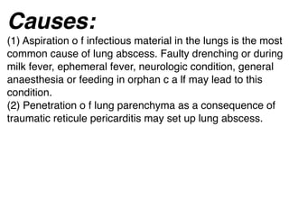 Causes:
(1) Aspiration o f infectious material in the lungs is the most
common cause of lung abscess. Faulty drenching or during
milk fever, ephemeral fever, neurologic condition, general
anaesthesia or feeding in orphan c a lf may lead to this
condition.
(2) Penetration o f lung parenchyma as a consequence of
traumatic reticule pericarditis may set up lung abscess.
 