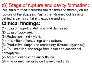 (3) Stage of rupture and cavity formation:
Pus, thus formed increases the tension and thereby cause
rupture of the abscess. Pus is then drained out leaving
behind a cavity containing exudate and air.
Clinical ﬁndings:
(1) Loss o f appetite, dullness and depression.
(2) Loss of body weight.
(3) Reduction in milk yield.
(4) Intermittent (ﬂuctuating) temperature.
(5) Productive cough and respiratory distress (dyspnea).
(6) Foul smelling discharge from nose and occasional
hemoptysis.
(7) Area of dullness on auscultation.
(8) Fine or medium rales on the involved area.
 