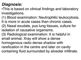 Diagnosis:
•This is based on clinical ﬁndings and laboratory
investigations.
(1) Blood examination: Neutrophilic leukocytosis.
It is more in acute cases than chronic cases.
(2) Nasal exudate, pus lung tissues, culture for
isolation of causative organisms.
(3) Radiological examination: It is helpful in
small animal. Xray will show a dense
homogenous radio dense shadow with
rareﬁcation in the centre and later on cavity
containing ﬂuid surrounded by alveolar inﬁltrate.
 