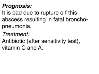 Prognosis: 
It is bad due to rupture o f this
abscess resulting in fatal broncho-
pneumonia. 
Treatment: 
Antibiotic (after sensitivity test),
vitamin C and A.
 