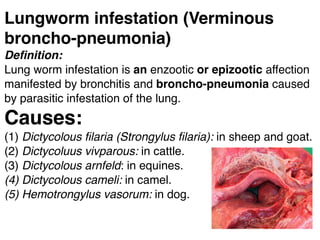Lungworm infestation (Verminous
broncho-pneumonia)
Deﬁnition:
Lung worm infestation is an enzootic or epizootic affection
manifested by bronchitis and broncho-pneumonia caused
by parasitic infestation of the lung.
Causes:
(1) Dictycolous ﬁlaria (Strongylus ﬁlaria): in sheep and goat.
(2) Dictycoluus vivparous: in cattle.
(3) Dictycolous arnfeld: in equines.
(4) Dictycolous cameli: in camel.
(5) Hemotrongylus vasorum: in dog.
 