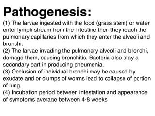 Pathogenesis:
(1) The larvae ingested with the food (grass stem) or water
enter lymph stream from the intestine then they reach the
pulmonary capillaries from which they enter the alveoli and
bronchi.
(2) The larvae invading the pulmonary alveoli and bronchi,
damage them, causing bronchitis. Bacteria also play a
secondary part in producing pneumonia.
(3) Occlusion of individual bronchi may be caused by
exudate and or clumps of worms lead to collapse of portion
of lung.
(4) Incubation period between infestation and appearance
of symptoms average between 4-8 weeks.
 